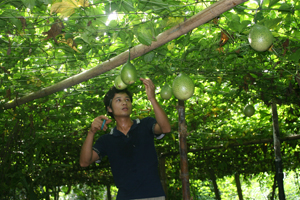 Xã Cao Răm (Lương Sơn) tích cực chuyển đổi cơ cấu cây trồng nâng cao đời sống người dân.